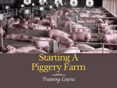 Starting A Profitable Piggery Farm