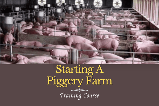 Starting a piggery farming